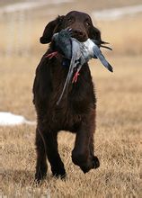 捕捉陸上獵物的平毛獵犬