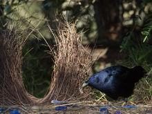 園丁鳥[雀形目園丁鳥科鳥類]