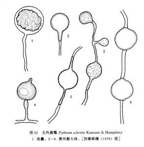 無性腐霉