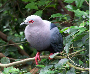 裸眶皇鳩