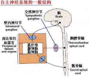 自主神經系統