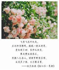 臨江仙·寒柳[清代納蘭性德詞作]