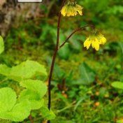 葉狀柄垂頭菊