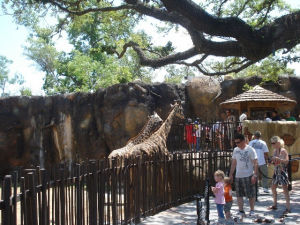 休斯頓動物園