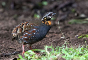 紅喉皇鳩