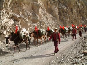 大理自然馬幫旅遊服務部