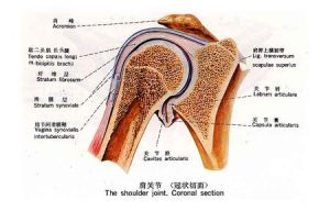 肩關節(冠狀切面)