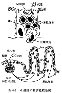 黏膜免疫系統