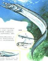 大西洋叉尾帶魚