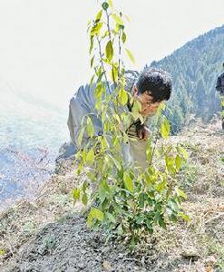 息烽高山老鷹茶