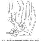 海州常山尾孢