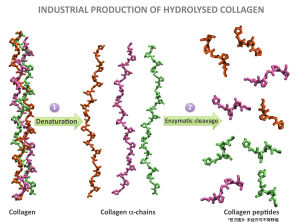 水解膠原蛋白