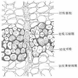 臘樹皮