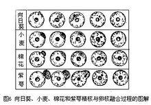 向日葵等精核與卵核融合過程圖解