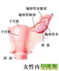 外陰惡性腫瘤