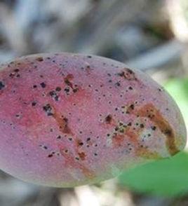 芒果細菌性角斑病