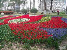 上海鮮花港