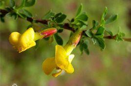 錦雞兒[薔薇目豆科植物]