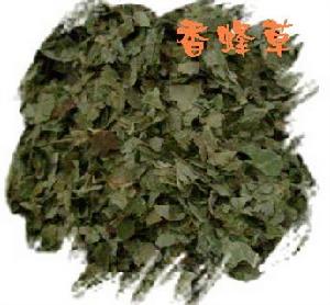 香蜂草茶