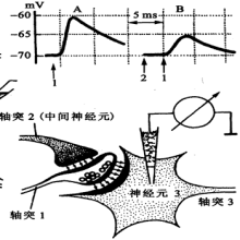 EPSP[興奮性突觸後電位]