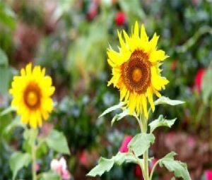 金山福林花海