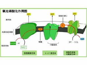 （圖）氧化磷酸化作用