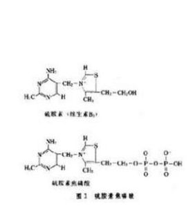 硫胺素酶