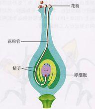 雙受精過程