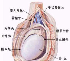 尿道