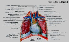 心臟解剖圖譜