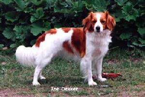 科克爾犬Kooikerhondje