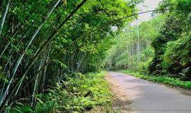 陳坑村[廣東省高州市謝雞鎮陳坑村]