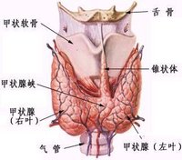 甲亢危象