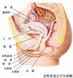 陰道前壁脫垂