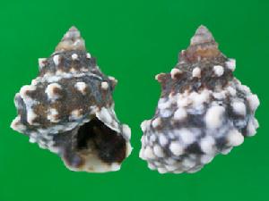 大瘤玉黍螺