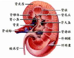 肺出血腎炎綜合徵