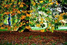 牛津大學大學公園基因花園裡的大樹