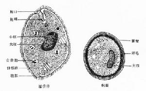 纖毛蟲病