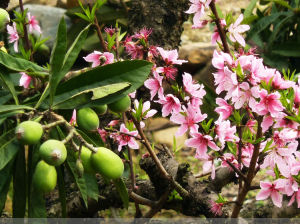 陽桃花