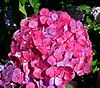 Hydrangea serrata Preziosa 2.jpg