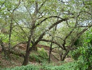 核桃等林果產業