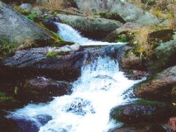 桃山原始森林