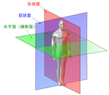 矢狀面