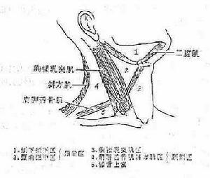 《頸部解剖》