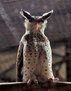 林雕鴞指名亞種