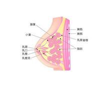 乳房棘球蚴病