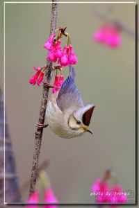 白腹鳳鶥