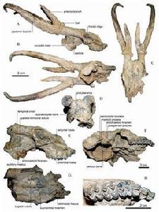 始柱角鹿 始柱角鹿