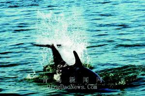 世界動物觀：鯨魚是依靠歌聲來正確導向