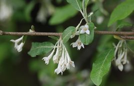 大披針葉胡頹子（亞種）